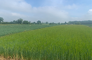 Project Lamport update 5 - FAQs