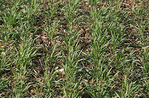 Optimising phosphorus nutrition to power up backward crops
