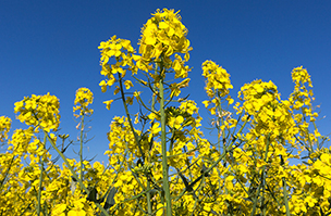 Keeping winter crops in optimum condition