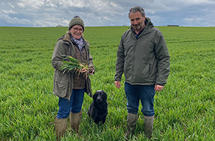 Tweaking wheat nitrogen management improves drought tolerance