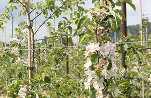 Precision techniques improve apple orchard management