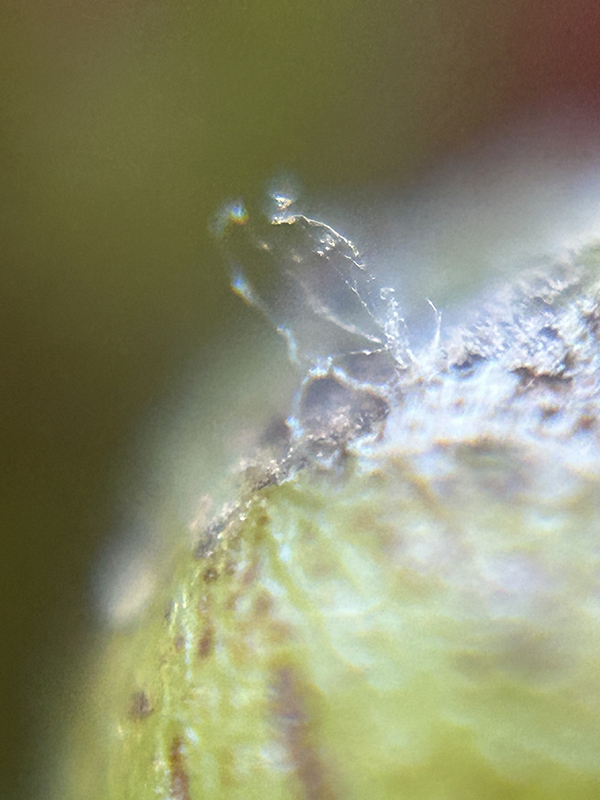 Downey mildew sporangiophores