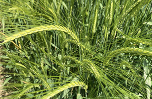 Aleksandra winter barley impresses in tough season