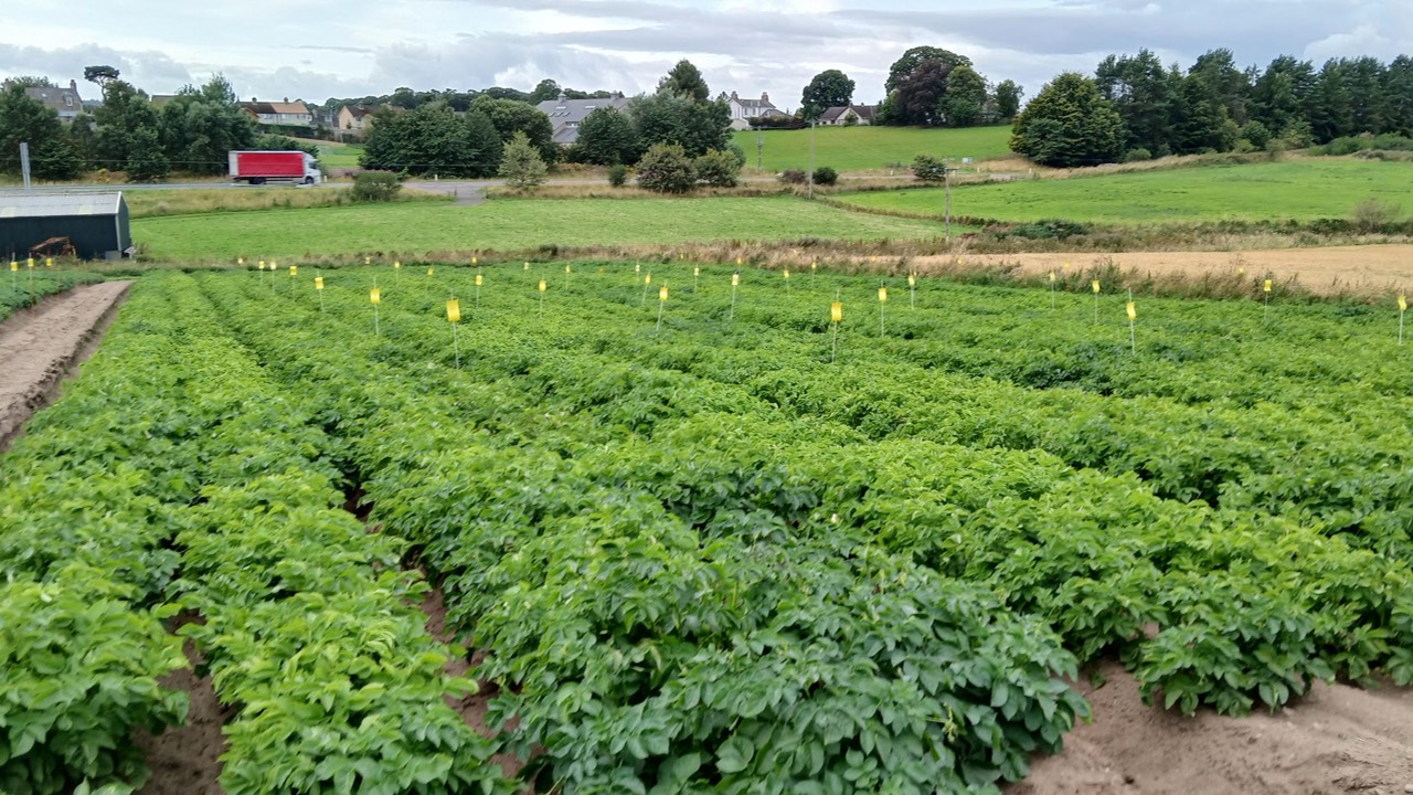 Promising potato trial boosts tuber numbers for Scottish seed grower