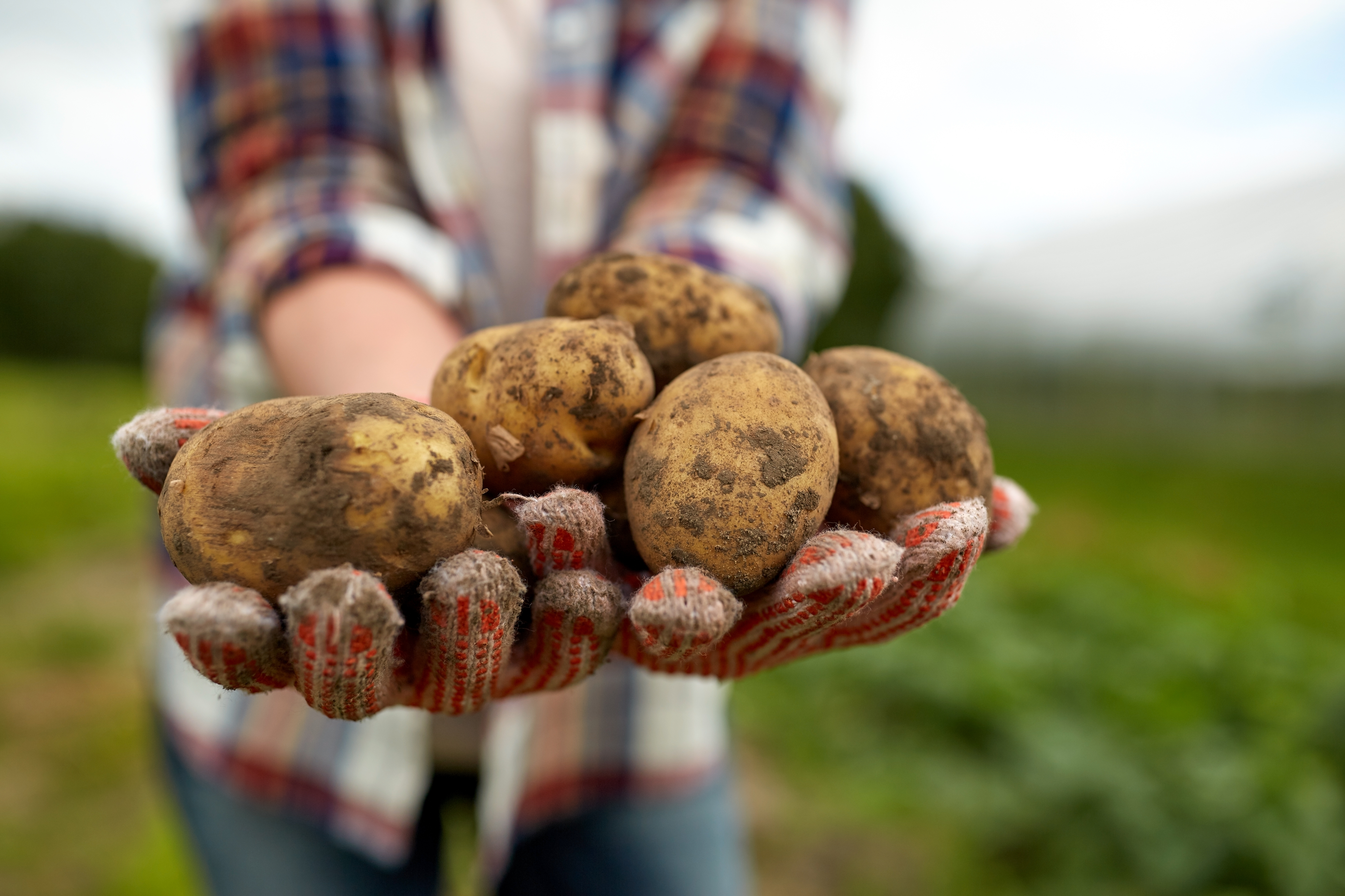 Potatoes in Practice 2025