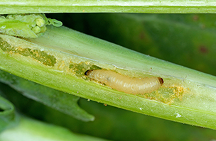 Boosting OSR growth with biostimulant can help reduce impact of flea beetle