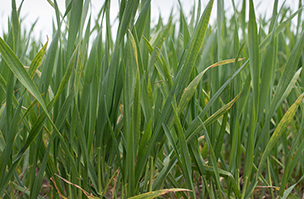 Tackling stress in winter and spring cereals