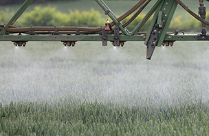 Maximising grain fill in wheat and oats