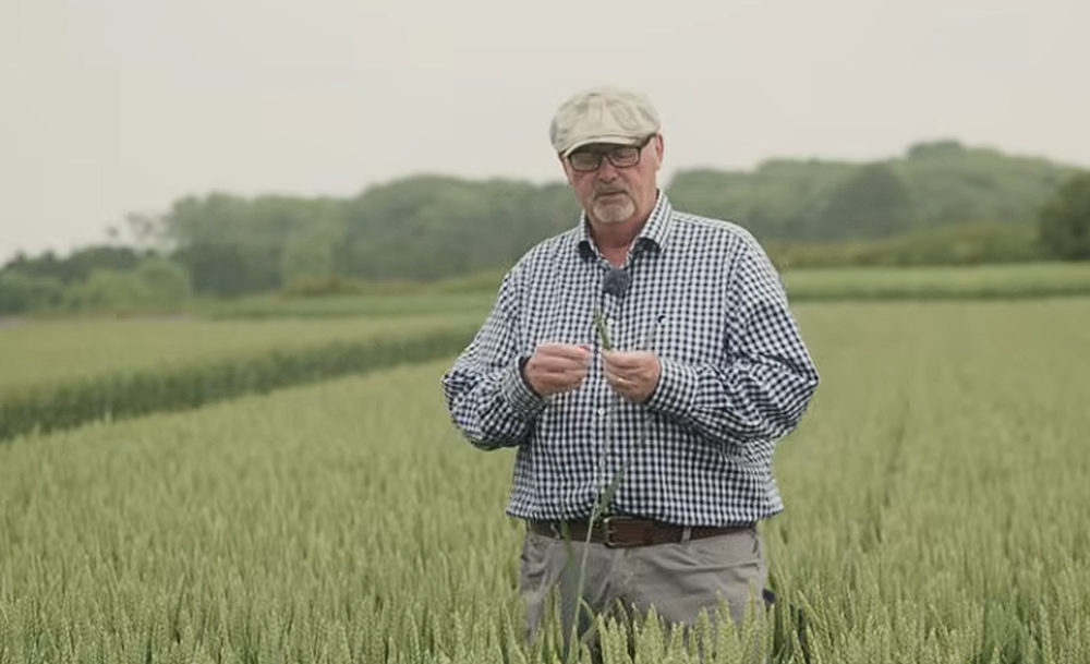 Winter wheat - 3ALO t6p improving the quality of seed crop