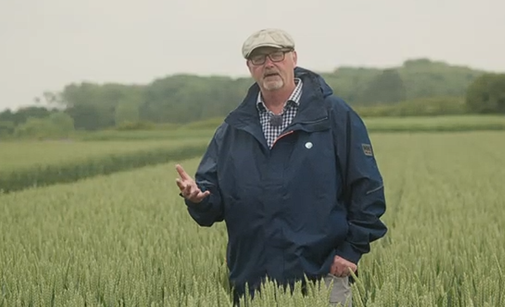 3ALO t6p - Improving yield and specific weight in Wheat