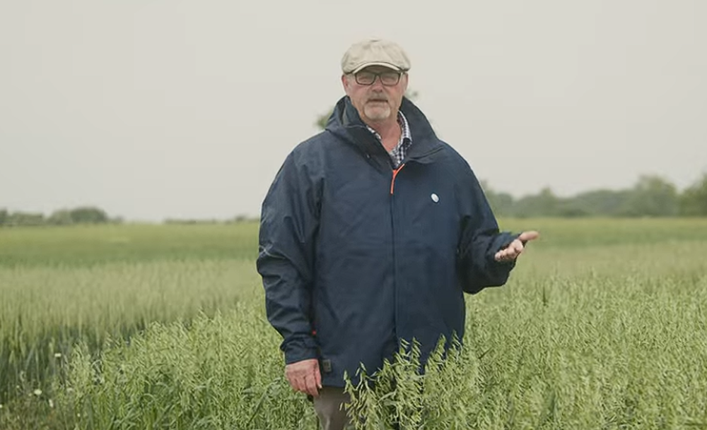 Improving Specific Weight in Oats with 3ALO t6p