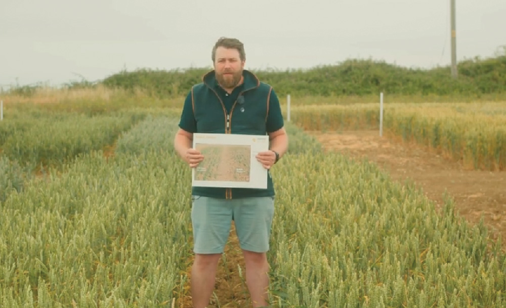 March-sown STR Pace - a sprinter wheat offering sowing-date flexibility