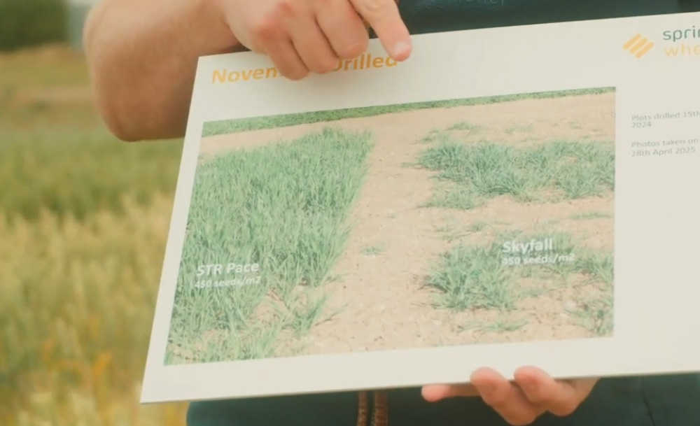 November-sown STR Pace - a sprinter wheat offering sowing-date flexibility