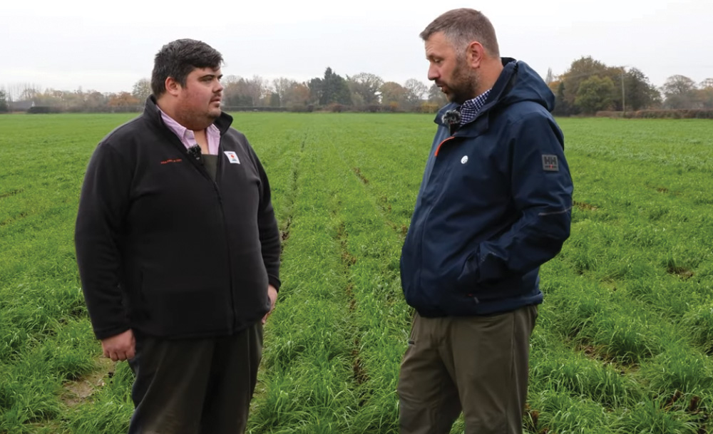 Undersowing Maize – Protecting Soils Over Winter