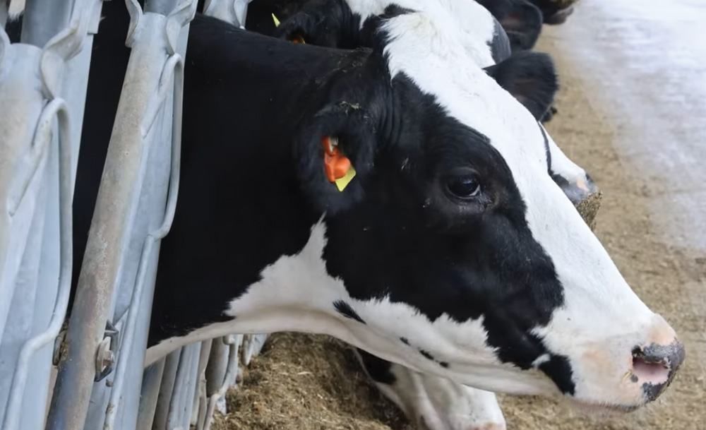 KWS Portobello – Early maturity, quality & yield