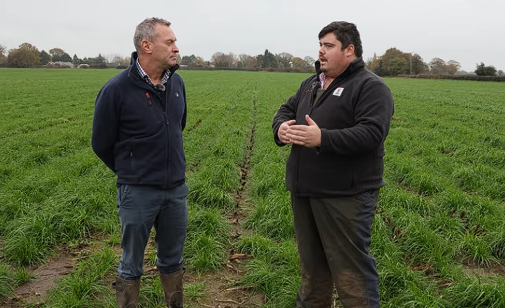 KWS Cito - Leading starch and exceptional energy value