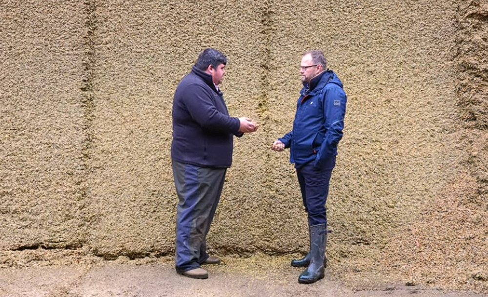 KWS Cito - Starch, cob size and clamp quality