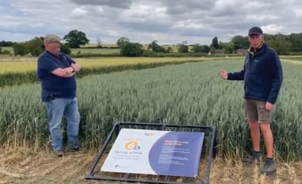Spring wheat following a long-term cash crop rotation - Lamport AgX