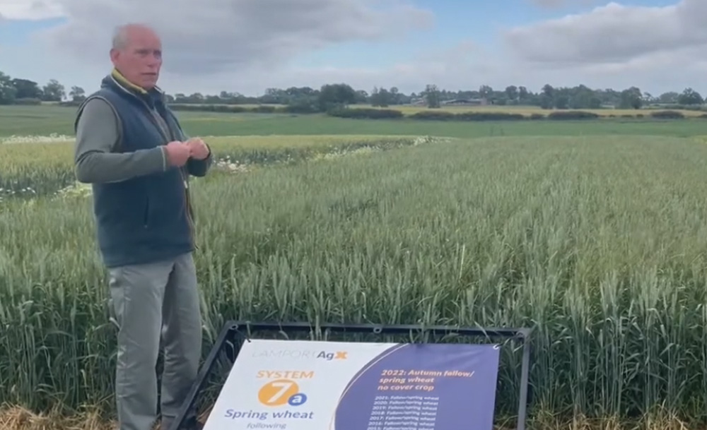 Spring wheat in a conventional farming system