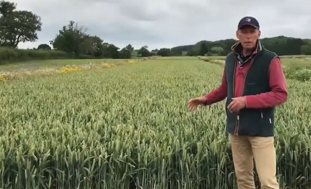 First wheat after a legume