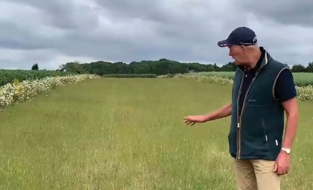 AB15 legume fallow and blackgrass