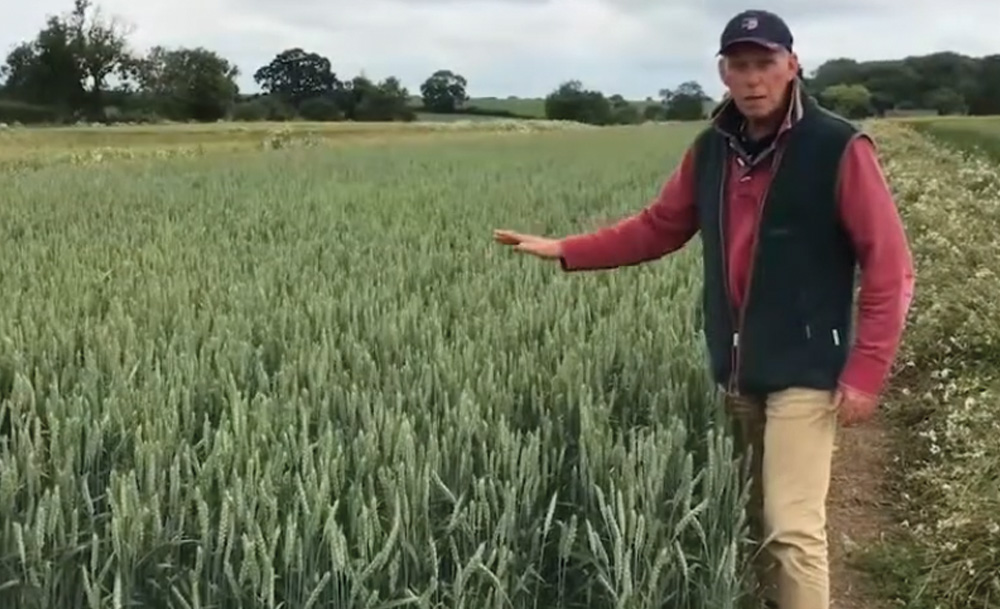 Direct drilling and cover crops to manage blackgrass