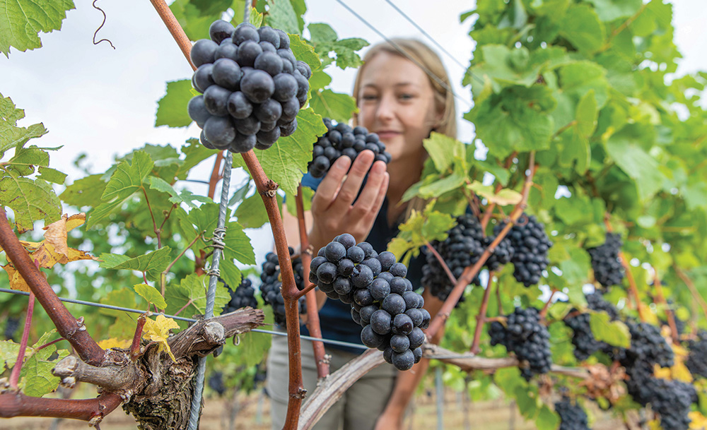 A look around Hollands Vineyard
